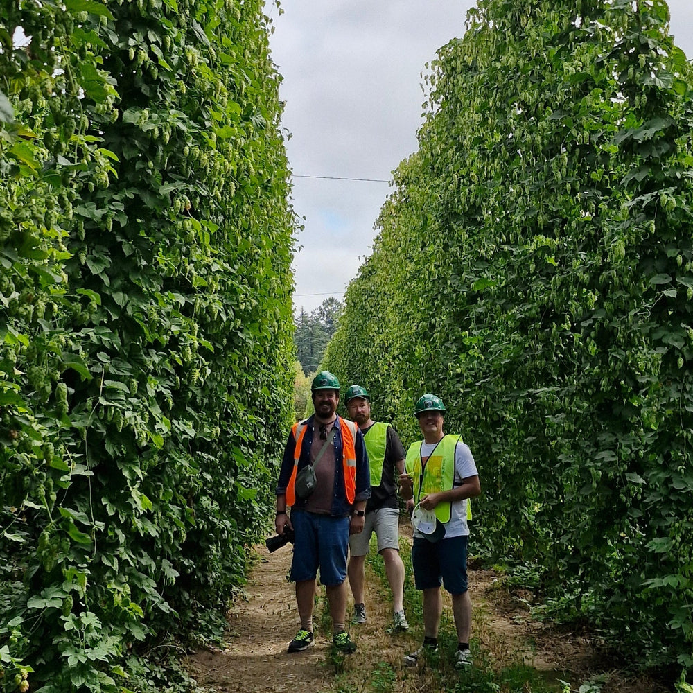 Hop Selection at Indie & Crosby Hops 2025 Oregon, USA