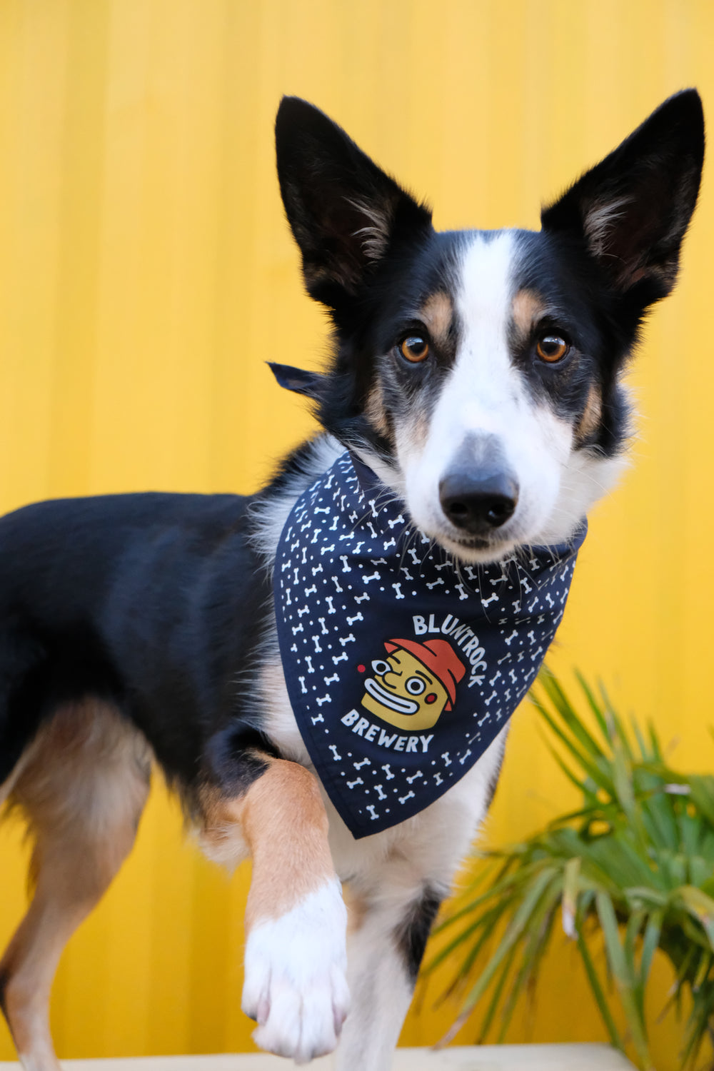 Bluntrock Dog Bandana