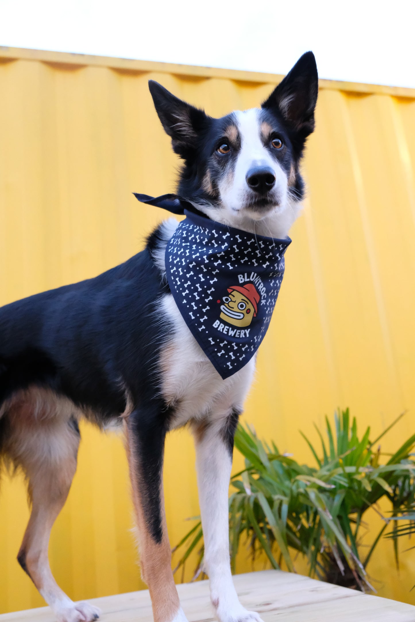 
                  
                    Bluntrock Dog Bandana
                  
                
