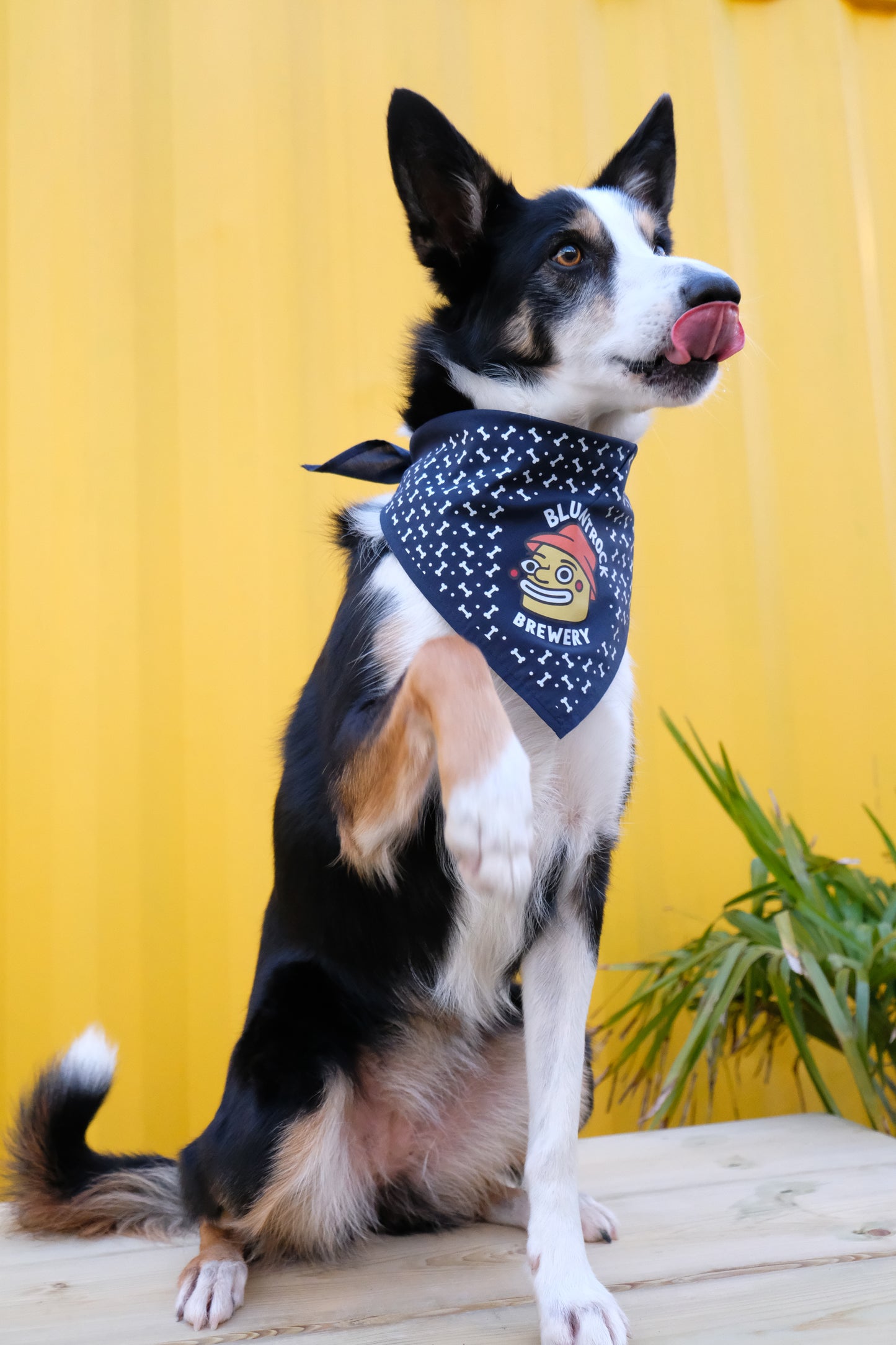 
                  
                    Bluntrock Dog Bandana
                  
                